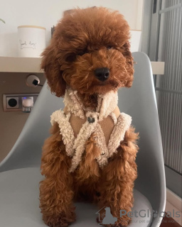 Zdjęcie №2 do zapowiedźy № 132652 na sprzedaż  pudel (zabawka) - wkupić się Portugalia hodowca