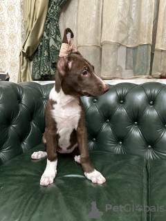 Zdjęcie №3. Peruwiański nagi pies duży wełna. Ukraina