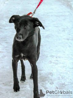 Dodatkowe zdjęcia: Cudowny, kochany piesek Jessie szuka domu!