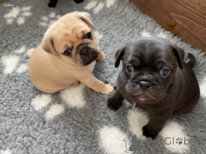 Zdjęcie №1. mops - na sprzedaż w Gandia | negocjowane | Zapowiedź №168295