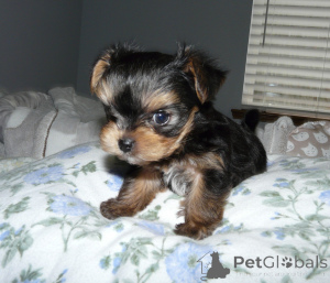 Zdjęcie №1. yorkshire terrier - na sprzedaż w Гамбург | negocjowane | Zapowiedź №135886