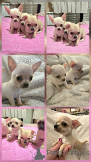 Zdjęcie №2 do zapowiedźy № 165320 na sprzedaż  chihuahua (rasa psów) - wkupić się Serbia hodowca