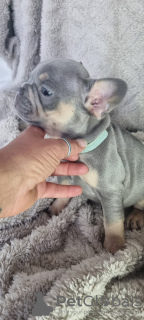 Zdjęcie №2 do zapowiedźy № 130491 na sprzedaż  buldog francuski - wkupić się Finlandia prywatne ogłoszenie