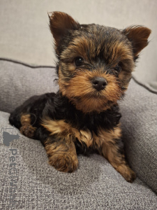 Zdjęcie №1. yorkshire terrier biewer, yorkshire terrier - na sprzedaż w Dyneburg | 3109zł | Zapowiedź №158151