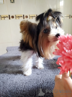 Zdjęcie №4. Sprzedam yorkshire terrier w Балыкесир. prywatne ogłoszenie - cena - negocjowane
