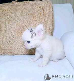 Zdjęcie №1. chihuahua (rasa psów) - na sprzedaż w Waszyngton | 4634zł | Zapowiedź №168771