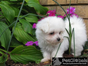 Zdjęcie №1. maltańczyk - na sprzedaż w Londyn | negocjowane | Zapowiedź №134575