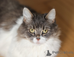 Zdjęcie №3. Mądra Plusha w dobrych rękach.. Federacja Rosyjska