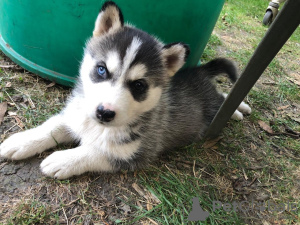 Zdjęcie №3. Zdrowe szczenięta Siberian Husky na sprzedaż w Niemczech. Niemcy