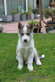Zdjęcie №3. Adorables Cachorros de Husky Siberiano en adoptción. USA