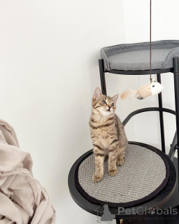 Zdjęcie №1. kot europejski krótkowłosy - na sprzedaż w Mannheim | negocjowane | Zapowiedź № 158216