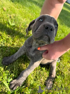 Zdjęcie №3. Sprzedam szczenięta Sweet Cane Corso. Biznesowy WhatsApp 4915781334108. Litwa