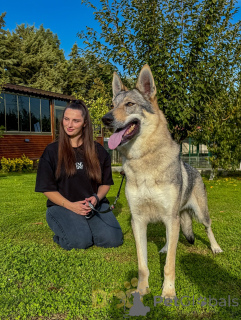 Zdjęcie №2 do zapowiedźy № 159189 na sprzedaż  wilczak czechosłowacki - wkupić się Holandia hodowca