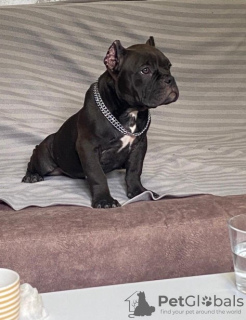 Dodatkowe zdjęcia: American Bully Exotic Micro szczenięta