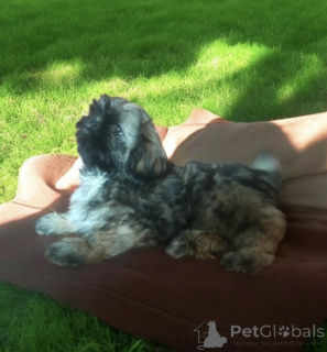 Zdjęcie №4. Sprzedam shih tzu w Wałbrzych. prywatne ogłoszenie - cena - negocjowane
