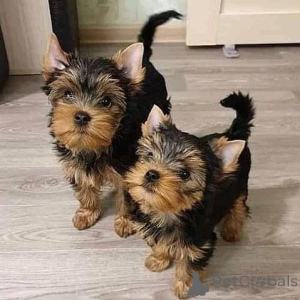 Zdjęcie №2 do zapowiedźy № 166542 na sprzedaż  yorkshire terrier biewer - wkupić się USA hodowca