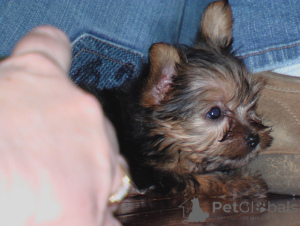 Zdjęcie №1. yorkshire terrier - na sprzedaż w Berlin | 1779zł | Zapowiedź №139167