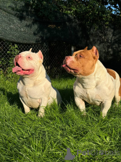Zdjęcie №1. american bully - na sprzedaż w Mińsk | 7175zł | Zapowiedź №140078