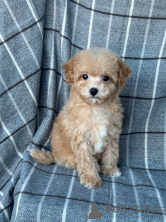 Zdjęcie №2 do zapowiedźy № 133519 na sprzedaż  maltipu - wkupić się USA prywatne ogłoszenie, hodowca