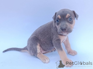 Zdjęcie №3. Szczenięta Pitbulla. Serbia