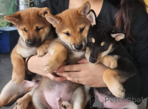 Zdjęcie №1. shiba - na sprzedaż w Passau | negocjowane | Zapowiedź №174708