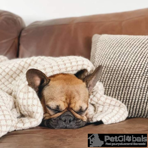 Zdjęcie №3. Buldog francuski. USA