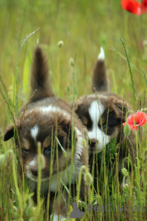 Zdjęcie №4. Sprzedam miniaturowy owczarek amerykański (aush) w Gdynia. prywatne ogłoszenie, hodowca - cena - 9567zł