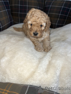 Zdjęcie №2 do zapowiedźy № 163999 na sprzedaż  pudel (zabawka) - wkupić się USA 