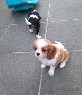 Zdjęcie №3. Urocze szczenięta Cavalier King Charles do bezpłatnej adopcji. Niemcy