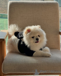 Zdjęcie №2 do zapowiedźy № 132474 na sprzedaż  szpic miniaturowy - wkupić się Portugalia 