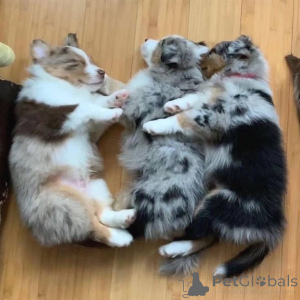 Zdjęcie №1. anatolian - na sprzedaż w Helsinki | negocjowane | Zapowiedź №157519