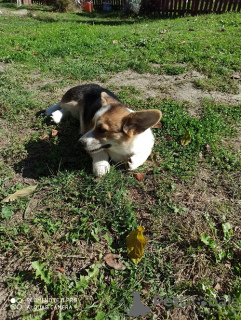 Dodatkowe zdjęcia: Corgi Welsh Pembroke