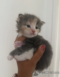 Zdjęcie №2 do zapowiedźy № 160420 na sprzedaż  maine coon - wkupić się Finlandia hodowca