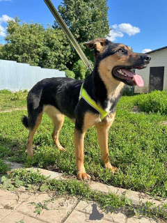 Zdjęcie №4. Sprzedam pies nierasowy w Moskova. prywatne ogłoszenie - cena - Bezpłatny