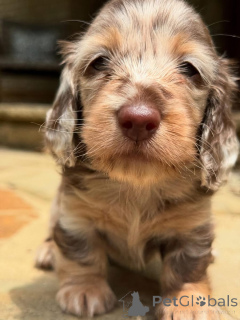 Zdjęcie №2 do zapowiedźy № 161818 na sprzedaż   - wkupić się Szwajcaria hodowca