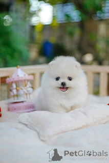 Zdjęcie №1.  - na sprzedaż w Chichester | negocjowane | Zapowiedź №162135