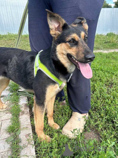 Zdjęcie №2 do zapowiedźy № 166420 na sprzedaż  pies nierasowy - wkupić się Federacja Rosyjska prywatne ogłoszenie