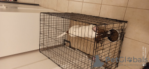 Zdjęcie №1. jack russell terrier - na sprzedaż w Гавиржов | negocjowane | Zapowiedź №73126