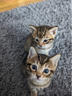 Zdjęcie №3. Piękne kocięta Bengal x. USA