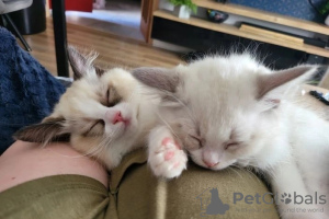 Zdjęcie №4. Sprzedam ragdoll w Edinburgh. prywatne ogłoszenie, hodowca - cena - negocjowane