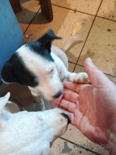 Zdjęcie №3. Szczenięta w dobrej rodzinie.. Ukraina