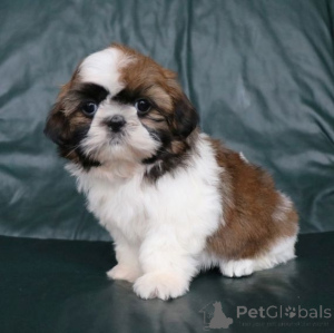 Zdjęcie №1. shih tzu - na sprzedaż w Meerbusch | 2153zł | Zapowiedź №169471