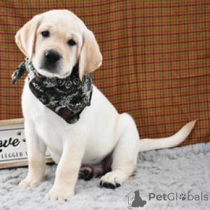 Zdjęcie №3. Bruno Labrador Retriever, 10-tygodniowy samiec gotowy do powrotu do domu. Niemcy