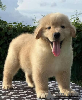 Zdjęcie №1. golden retriever - na sprzedaż w Frydek-Místek | negocjowane | Zapowiedź №170689