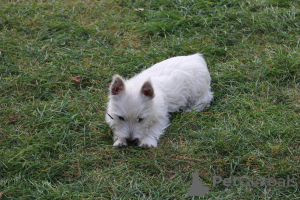 Zdjęcie №2 do zapowiedźy № 139141 na sprzedaż  west highland white terrier - wkupić się Polska hodowca