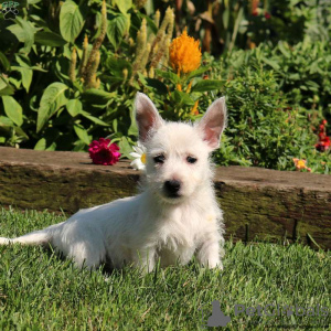 Zdjęcie №1. west highland white terrier - na sprzedaż w Bremen | negocjowane | Zapowiedź №44772