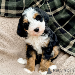 Zdjęcie №4. Sprzedam labradoodle w Ciągnąć włók. prywatne ogłoszenie - cena - negocjowane