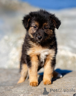 Zdjęcie №3. Szczenięta szukają ciepłego domu i kochającego serca!. Federacja Rosyjska