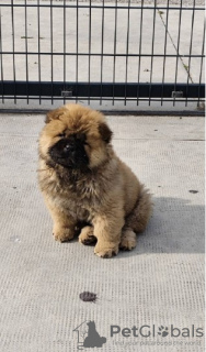 Zdjęcie №3. Cau Cau Chow Chow Cattle of both sexes. Serbia