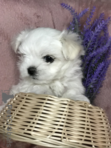 Dodatkowe zdjęcia: Najsłodsze szczenięta